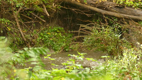 Un-Gran-Pez-Saliendo-De-Un-Bosque