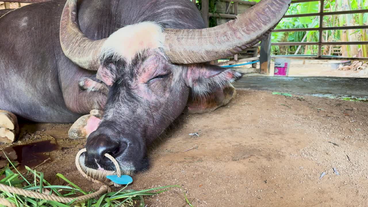 A water buffalo rests and chews cud in a rustic farm setting in Phuket, Thailand. Natural lighting enhances the tranquil atmosphere