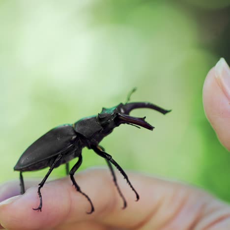 big horned beetle. stag beetle on a hand. (lucanus cervus)