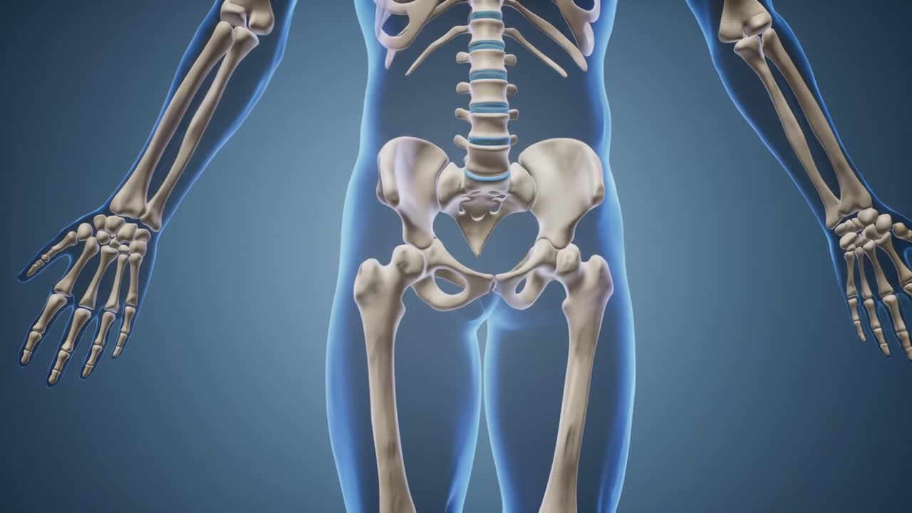 Detailed 3D Anatomical Visualization of the Human Skeletal System Showcasing Pelvic and Arm Structure in Dynamic Poses for Educational Purposes