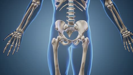 detailed 3d anatomical visualization of the human skeletal system showcasing pelvic and arm structure in dynamic poses for educational purposes