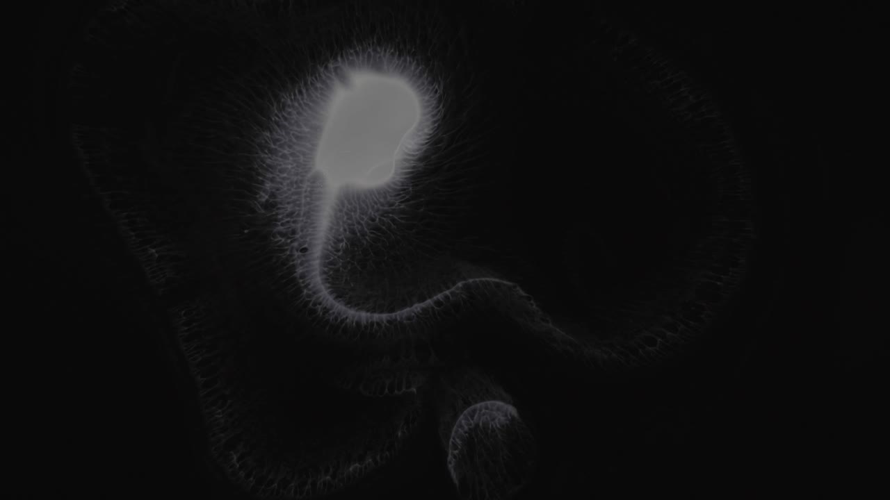 검은색 배경 위에서 움직이고 진화하는  털 모양의 어리