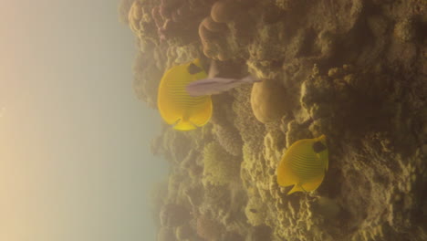 bluecheek butterflyfish or yellow butterfly fish in the coral reef of the red sea of egypt