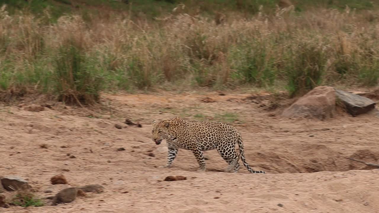 un leopardo que sube de un pequeño pozo de agua en el lecho del río y camina por la arena, parque nacional kruger