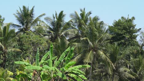 Palm tree fronds blow in gentle breeze against pale blue sky in Bali