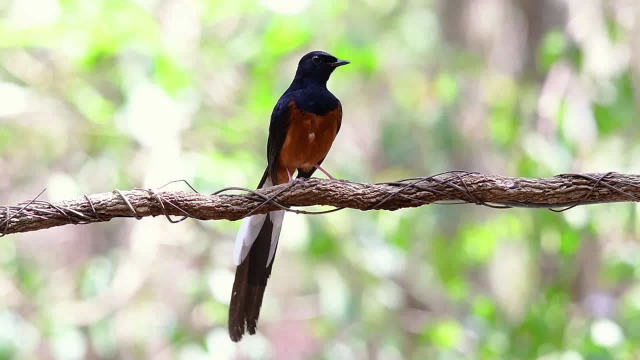 shama de rabadilla blanca encaramado en una vid con fondo bokeo del bosque, copsychus malabaricus, velocidad original