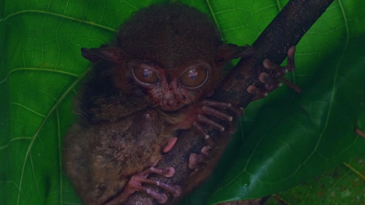 Primo piano di un tarsio filippino (Carlito syrichta) aggrappato a un ramo sotto una rigogliosa chioma verde nel suo habitat naturale, che fissa la fotocamera con i suoi occhi straordinariamente grandi.