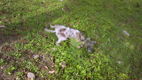 german shepherd dog rolling in the grass