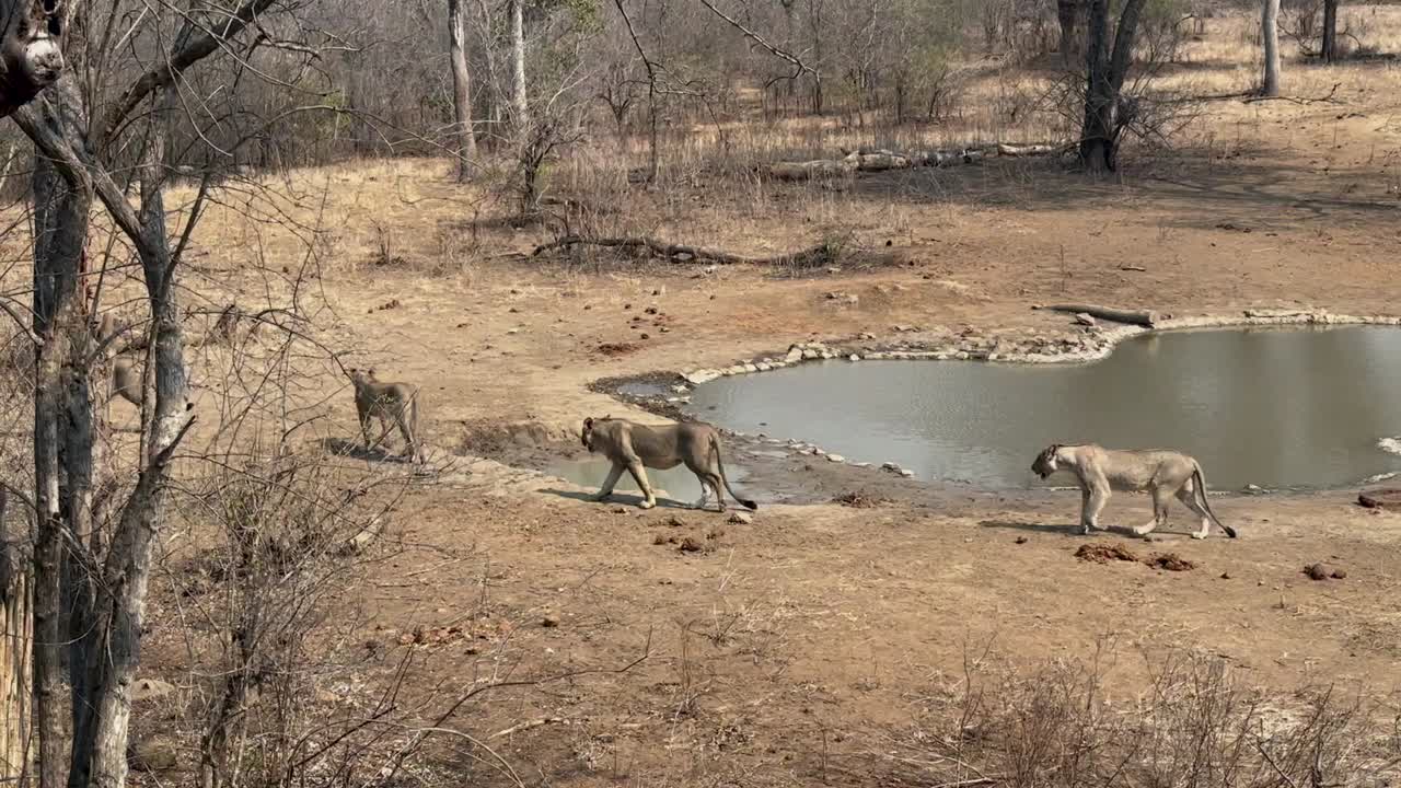 남쪽 사자 (panthera leo melanochaita) 는 말라위의 마제테 야생동물 보호구역에서 건조한 계절에 인공 물 구에서.