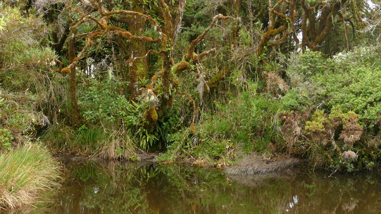 impresionante paisaje relajado en un hermoso bosque en costa rica