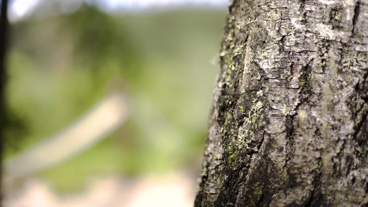 primer plano de un tronco de árbol en un bosque