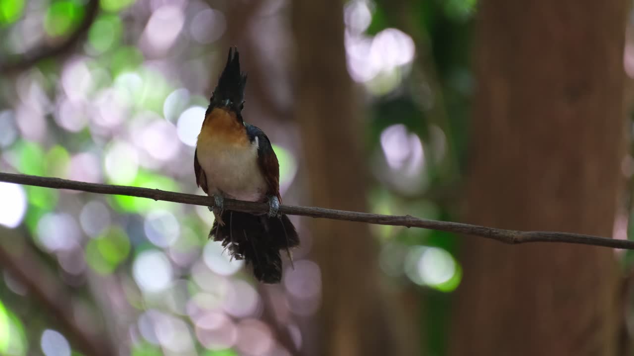 encaramado en una vid mientras mira a su alrededor luego la cámara se inclina hacia abajo y se desplaza, cuco de alas castañas o cuco de cresta de alas rojas clamator coromandus, tailandia