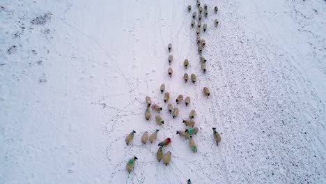 A-large-flock-of-blackface-sheep-walking-across-snow-covered-landscape-Scotland