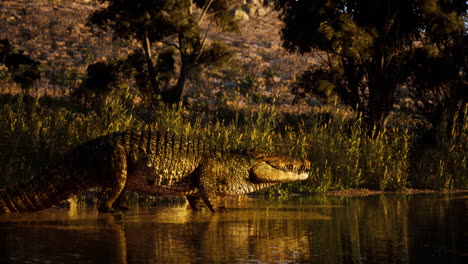crocodile walking along the waters edge in a serene natural setting