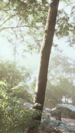 sunlit tree in a forest