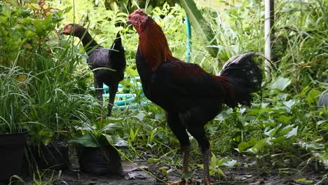 chickens-among-flower-pots,-rooster-looking-for-food,-poultry-animal-videos