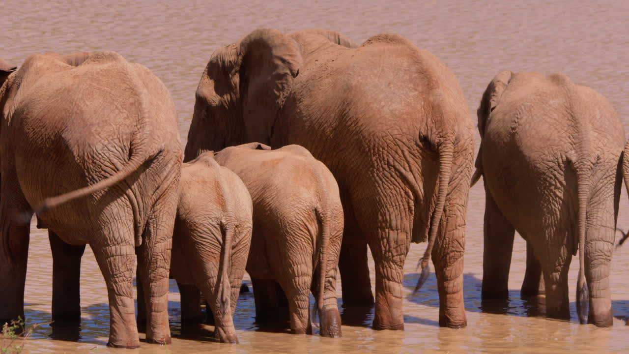 Gajah Semak Afrika berjalan dari lubang air