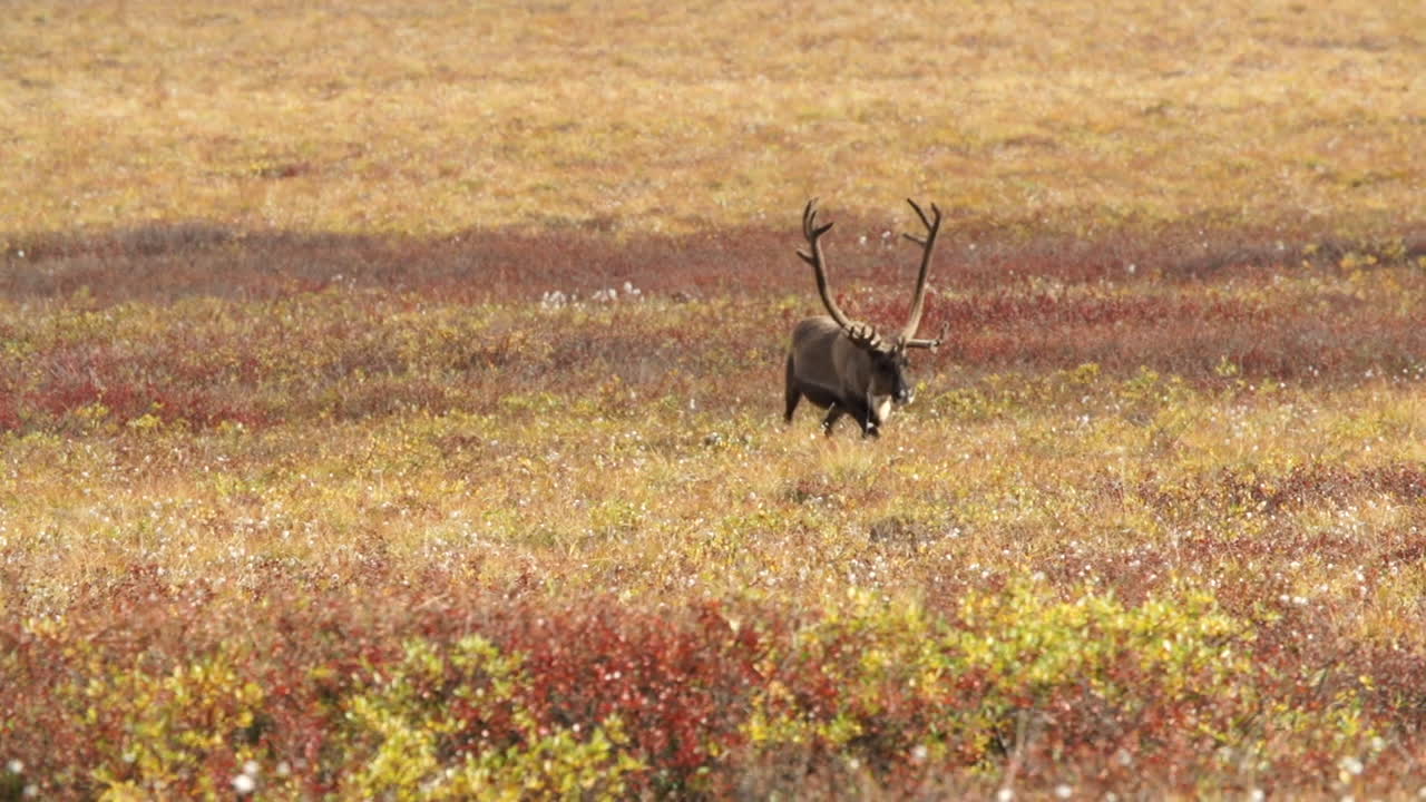 Reindeer in a field