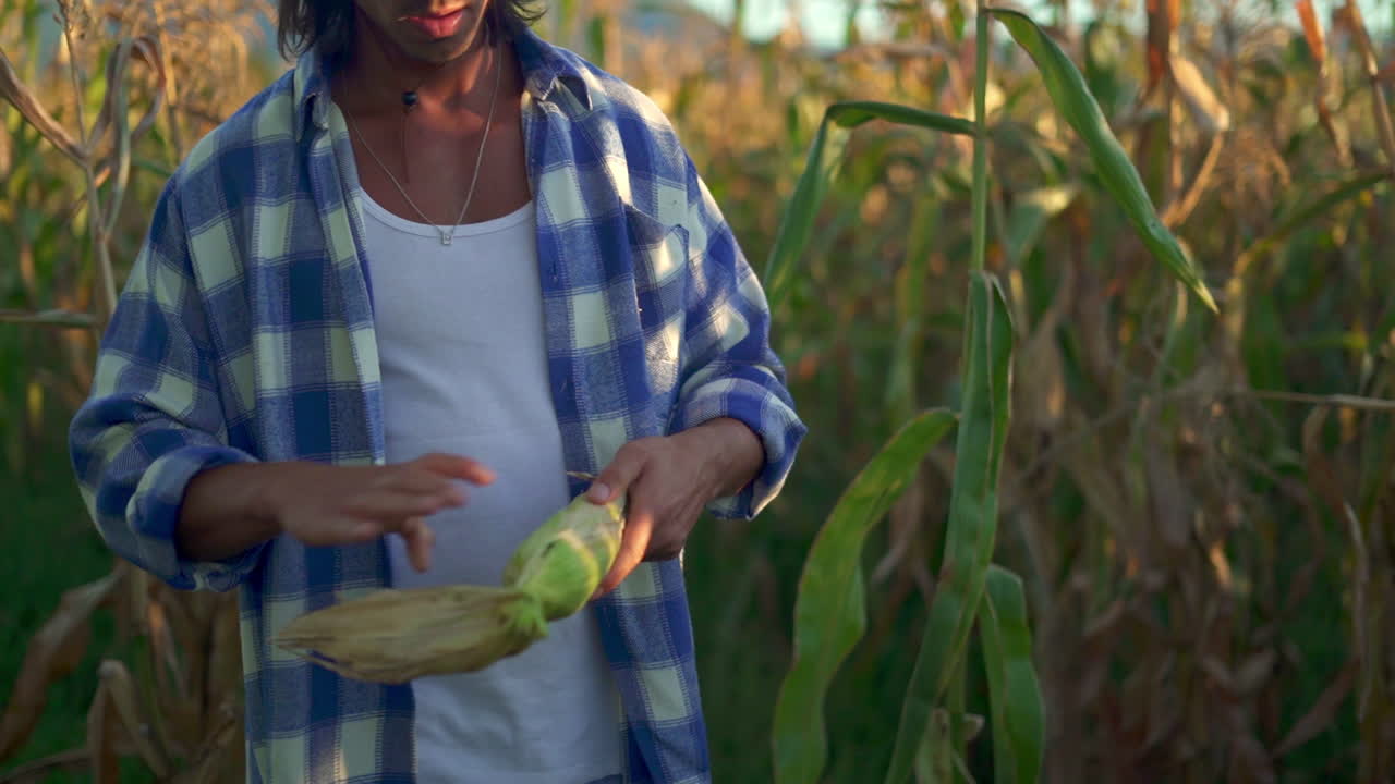 A Farmer Inspects and Harvests Corn in a Field