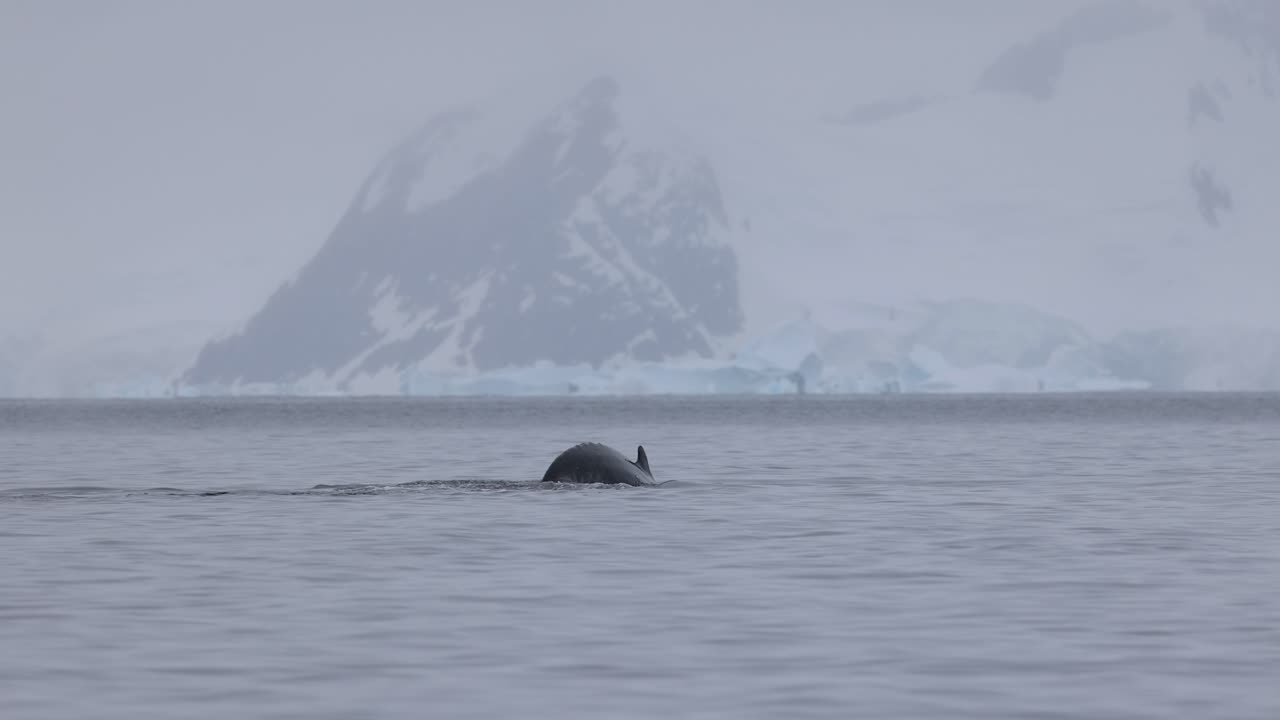 Humpback Whale Tail Raised Before Dive, Moody Antarctica Scene