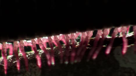 an extreme close up of a millipede moving along a branch in the everglades 2