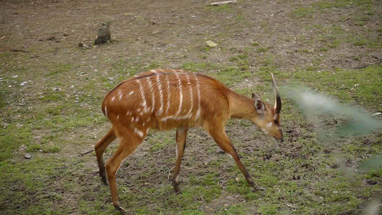 Antilope palustre africana che cammina nell'erba in un parco faunistico