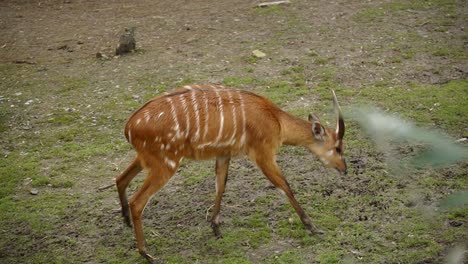 african marsh antilope walking through grass in animal park