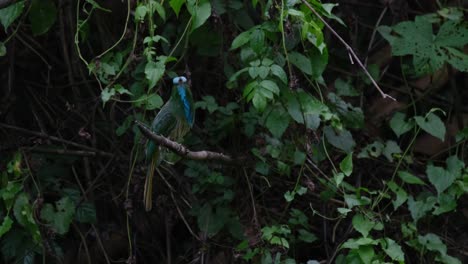 Wiping-its-beak-on-its-perch-then-puffs-its-feathers-and-looks-around,-Blue-bearded-Bee-eater-Nyctyornis-athertoni,-Thailand