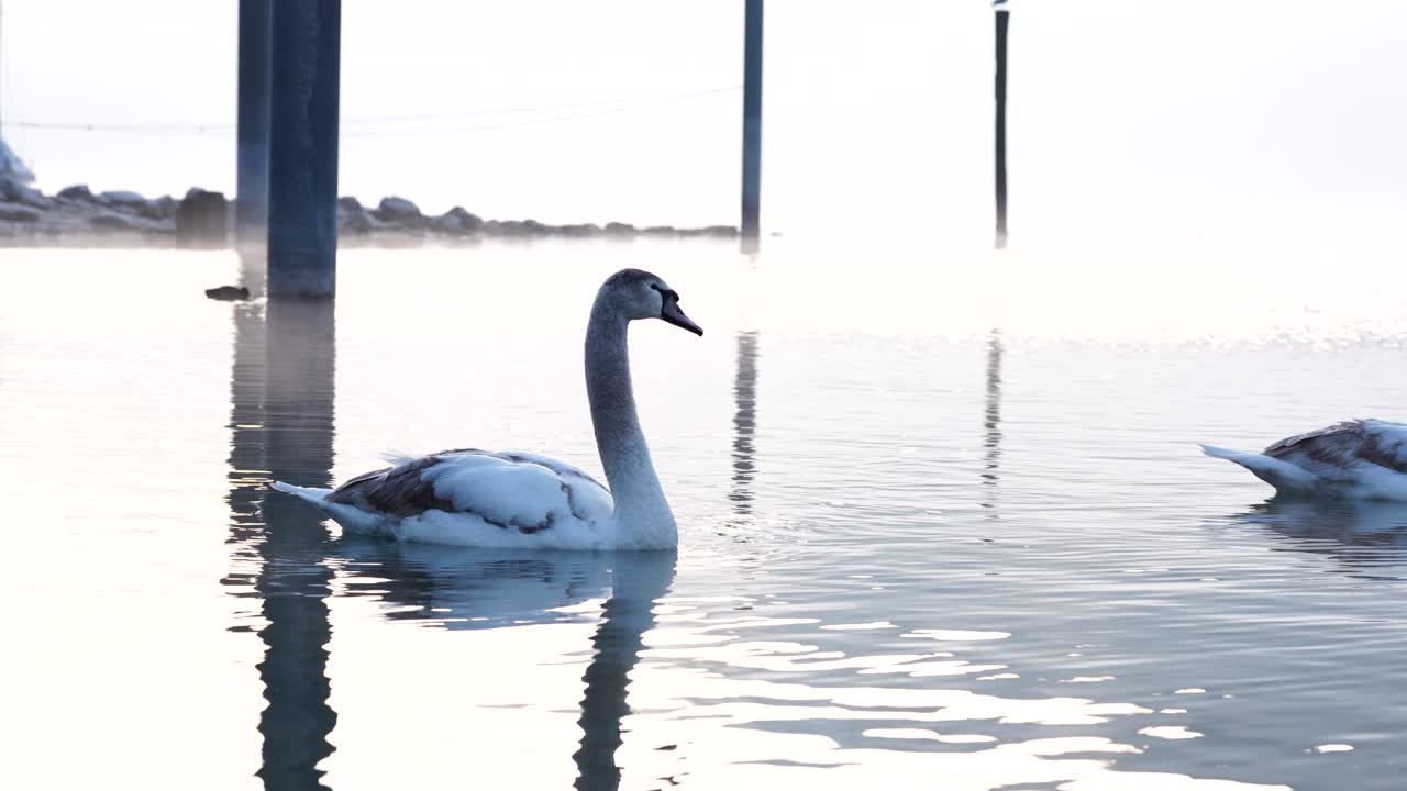 Um cisne deslizando pelas águas calmas e enevoadas de Walensee, Suíça. Cenário alpino minimalista com luz matinal suave e ondulações serenas na água