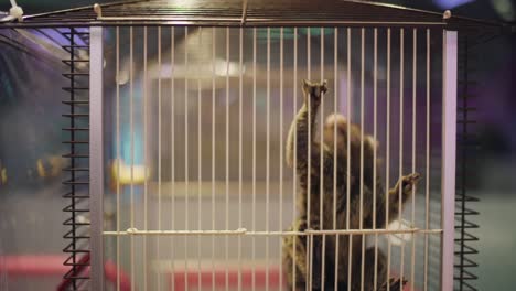 common marmoset jumping and doing back flip inside the small cage in an animal cafe in harajuku, tokyo, japan.  -close up shot