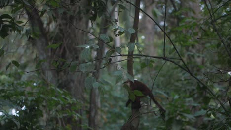 Pequeño-Mono-Capuchino-Saltando-De-La-Rama-De-Un-árbol-En-El-Parque-Tayrona,-Colombia,-Sudamérica