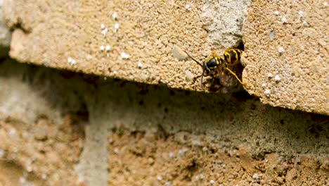 closeup of wasp venting an active yellowjacket hive