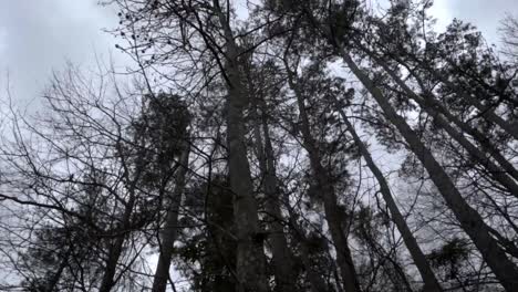 high angle of trees and overcast sky in winter, camera move right in slow motion