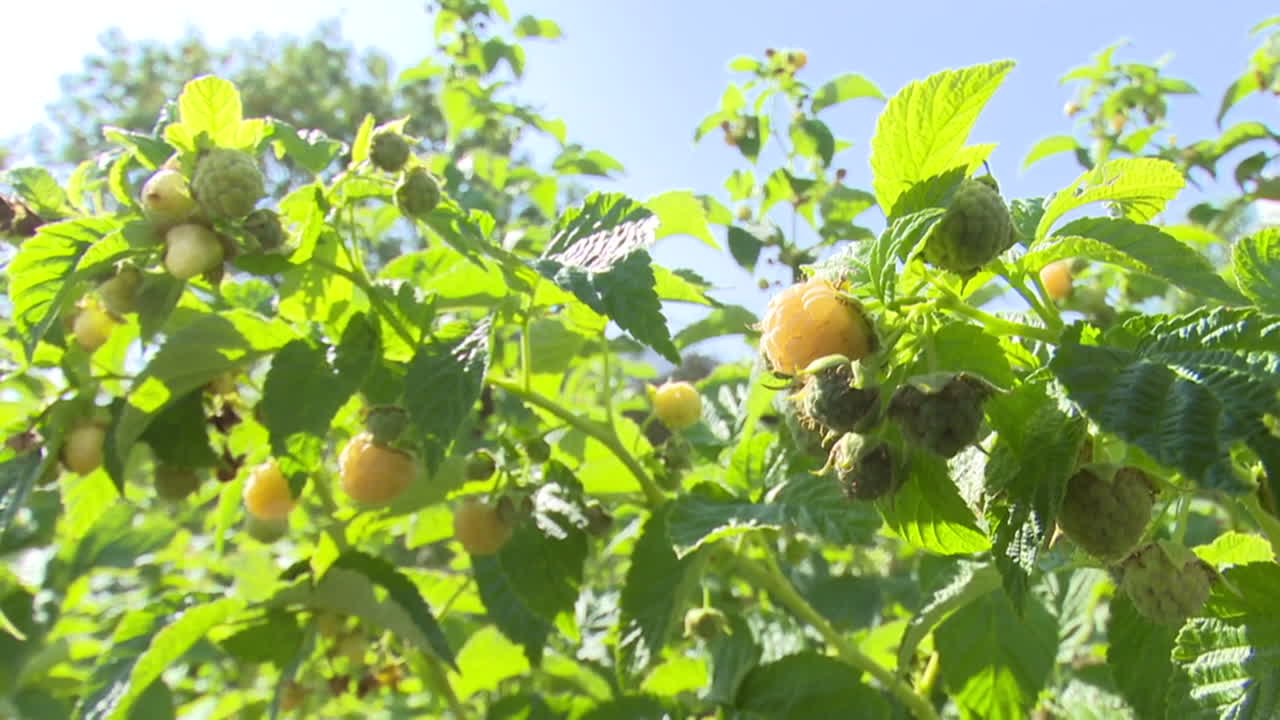 Yellow Raspberries on Bush