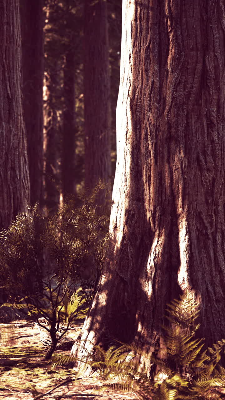 La luce del sole scorre attraverso le alte sequoie di una foresta