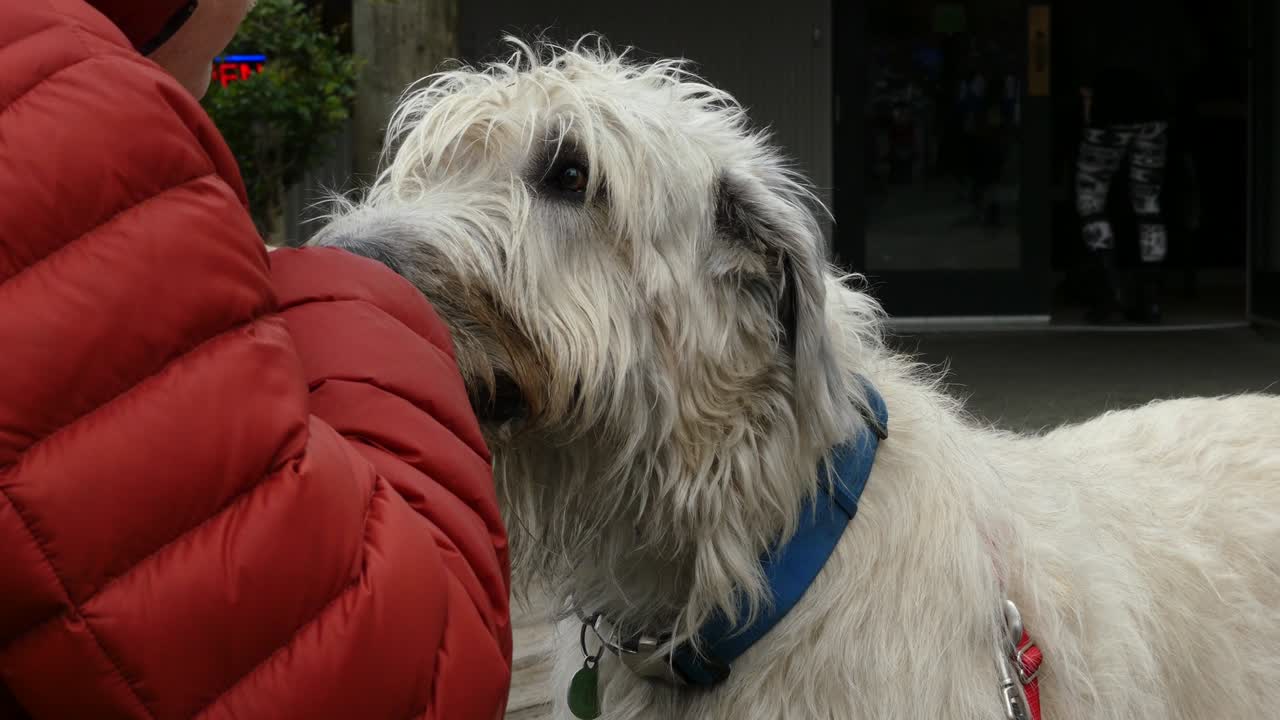 노인 수 먹이 아일랜드 대 개