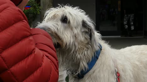 perro lobo irlandés de alimentación masculino anciano