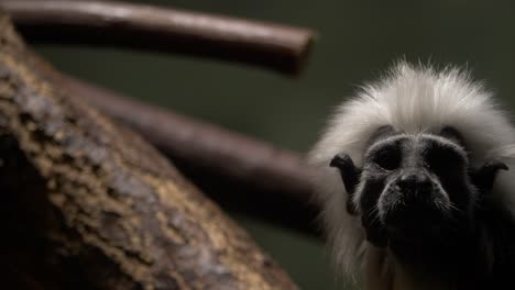 tití cabeciblanco mirando nerviosamente a su alrededor- toma de mano de primer plano