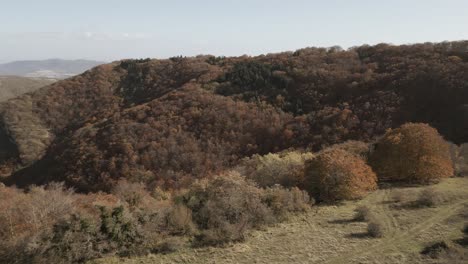 Imágenes-De-Un-Dron-Sobre-El-Hermoso-Bosque-De-Hayas-De-Canfaito-Con-Colores-Otoñales