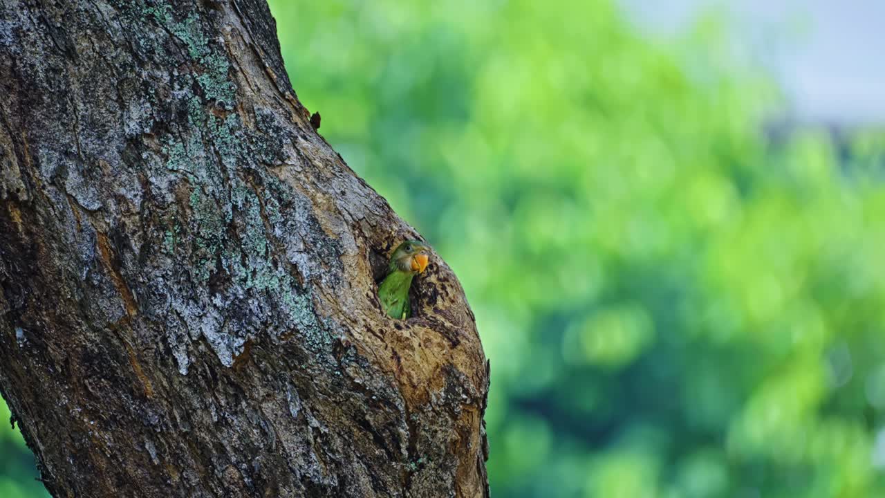 Red-breasted Parakeet Peek On The Tree Hole. Selective Focus Shot