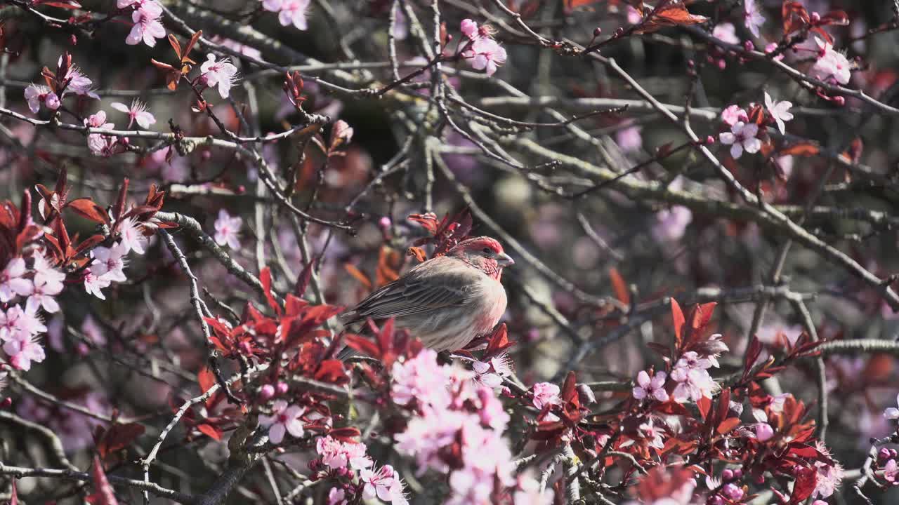 Fringuello maschio che riposa su un ciliegio in fiore in un pomeriggio di primavera a Victoria, Columbia Britannica, Canada