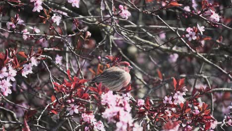 Male-house-finch-resting-in-a-cherry-blossom-tree-on-a-spring-afternoon-in-Victoria-British-Columbia-Canada