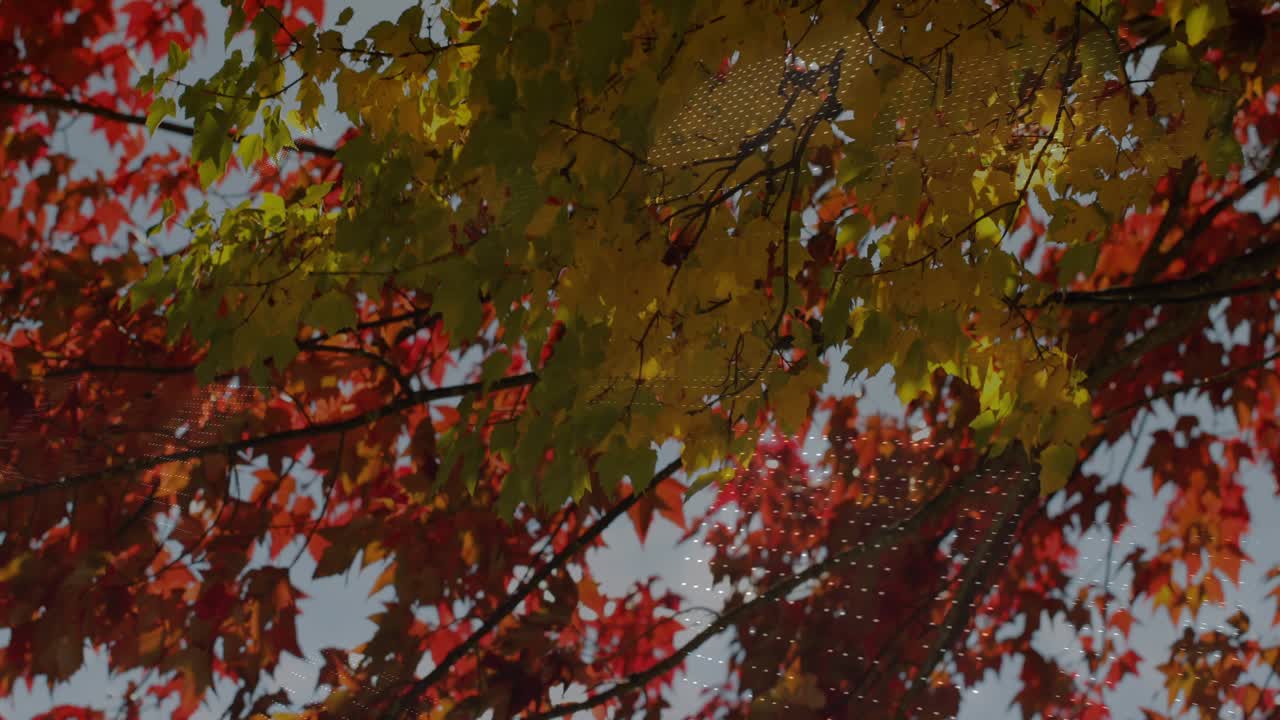 Gentle breeze sending maple leaves swaying amid shimmering digital grid visualizing autumn code