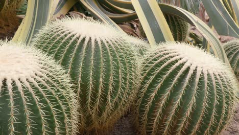 racimo de cactus de barril dorado (echinocactus grusonii) en un jardín árido tropical