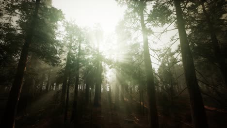 paisaje de puesta de sol brumosa del bosque de secuoya