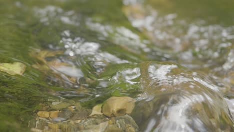 close-up of a flowing stream