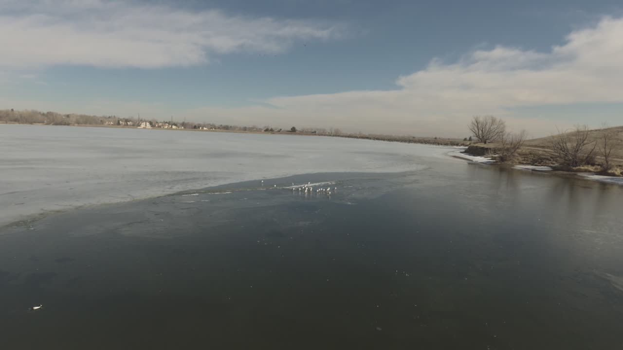 una captura de gaviotas en un lago congelado