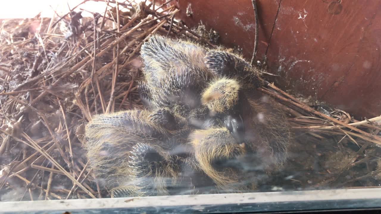 un par de polluelos de paloma en el nido