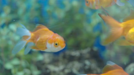 pez dorado nadando en un acuario