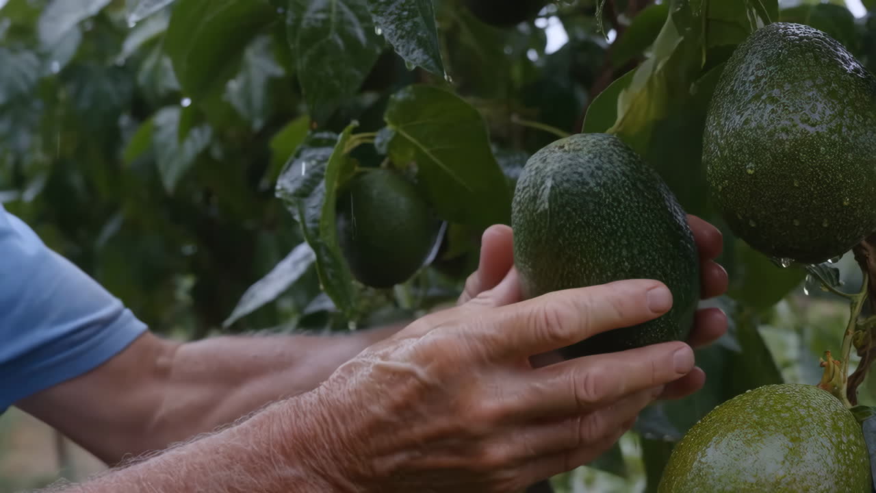 Hands harvesting ripe avocados from a tree
